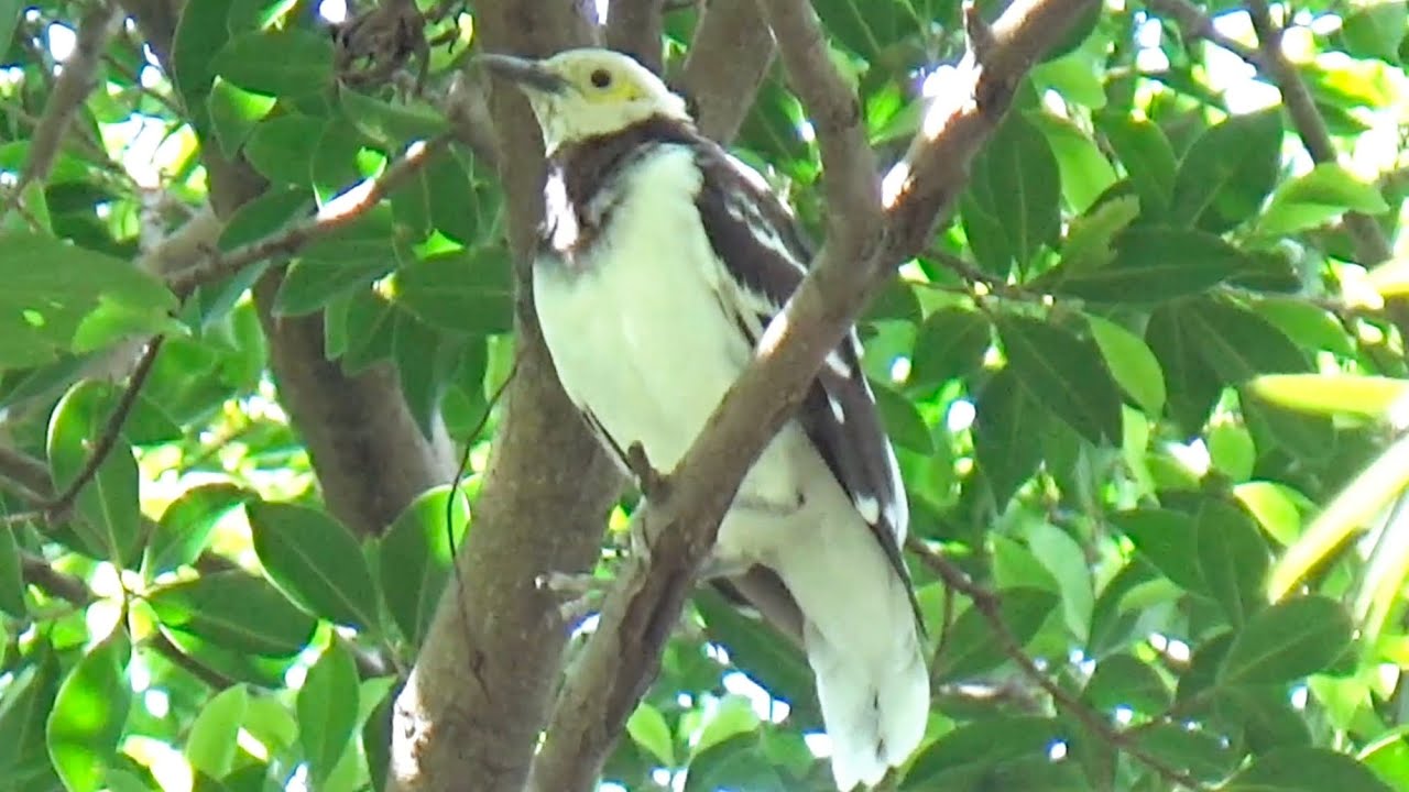 黑領椋鳥鳴叫和抓癢 Black-collared starling chirping and scratching #jalak #jalakgacor #bird #birding #動物 #hk