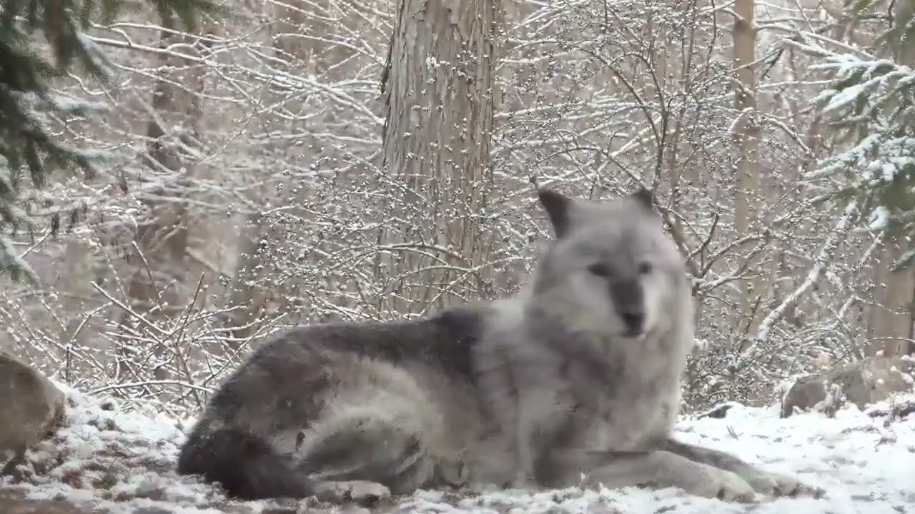 ذئب رمادي يعوي ويتلقى استجابة من الغابة بأكملها. 🐺Gray wolf howling ...