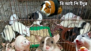 Nice White rat / বিলাতি ও সাদা ইঁদুর গুলো দেখতে অনেক সুন্দর। screenshot 1