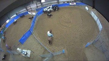 Big Sky Ranch Sorting Saddle Series Finals - Open HC - Round #1 - Ride #1