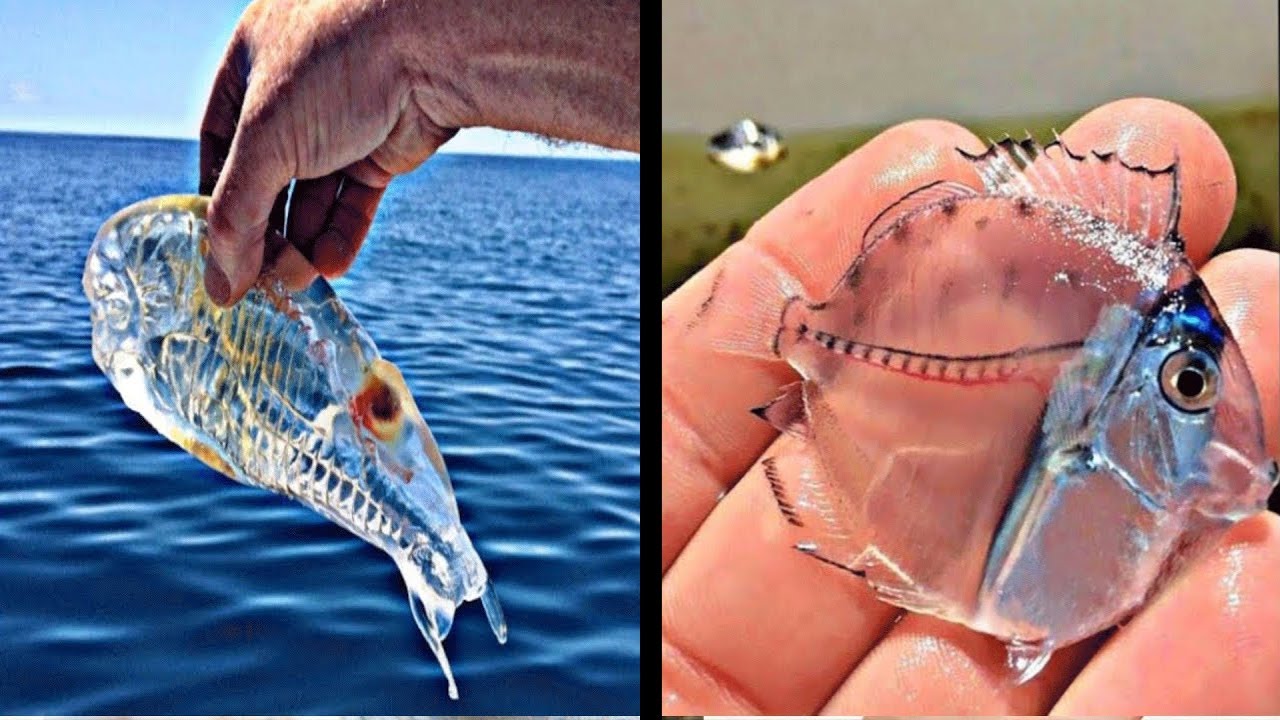 10 MOST TRANSPARENT And INVISIBLE Animals In The World - YouTube