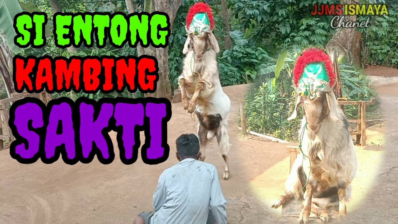 MELATIH SILAT KAMBING RENGGONG SI ENTONG