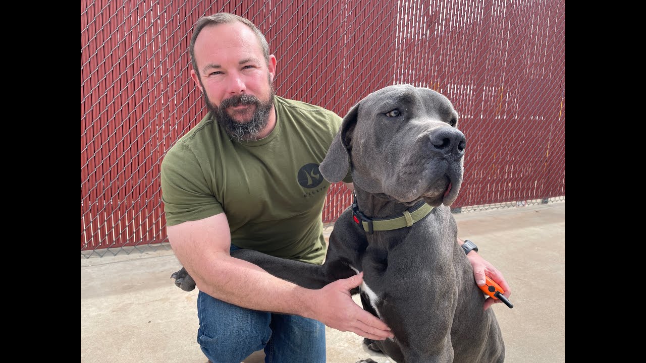 1 year old Great Dane/ Cane Corso; Best Dog Trainers in Lubbock, TX, Aaron Scarborough