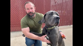1 year old Great Dane Cane Corso Best Dog Trainers in Lubbock TX Aaron Scarborough