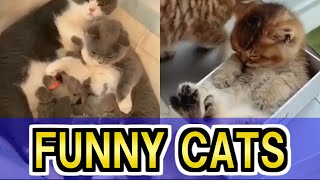 Cute and Funny Cat MEMES - Don't try to stop laughing【No.27】 by Funny Animals 2,635 views 2 years ago 3 minutes, 44 seconds