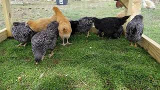 Laying Hens Chicken Tractor : Build a chicken coop & Tractor for use year round.