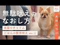 【犬の無駄吠え】インターホン音や来客に吠えるやめさせ方をドッグトレーナーが解説!(興奮吠え/警戒吠え/要求吠え/犬のしつけ/犬が吠える)