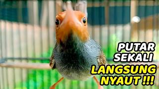 Prenjak Jantan Gacor - Pancingan Ampuh Bikin Burung Prenjak & PRENJAK Bahan Cepat Bunyi