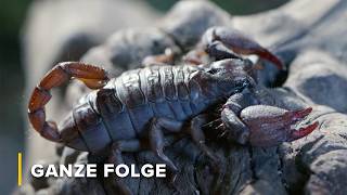 Giftige Jäger: Schlangen, Spinnen & Skorpione | Afrikas Klauen & Kiefer 102