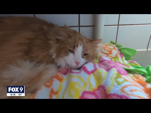 Group works to rescue feral cats as population increases in Twin Cities | FOX 9 KMSP
