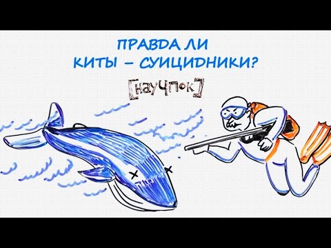 Правда ли киты – суицидники? — Научпок