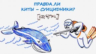 Правда ли киты – суицидники? — Научпок