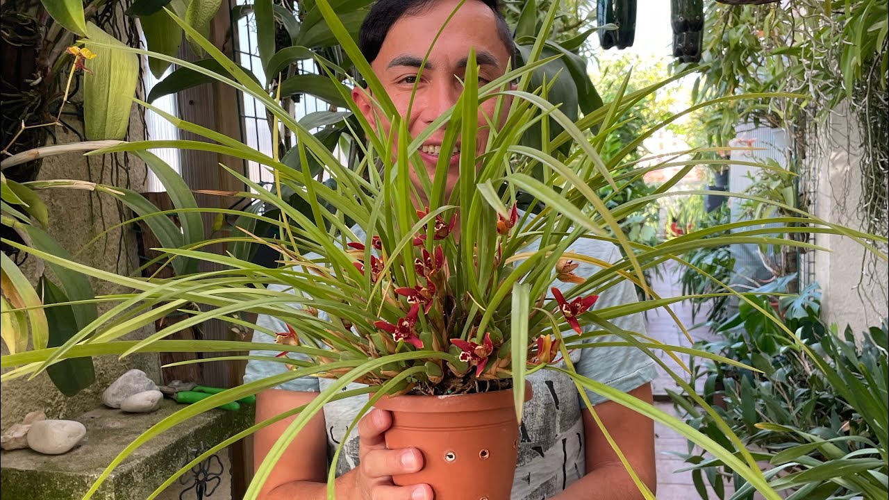 Orquídea Maxillaria Tenuifolia Cultivo y Cuidados.