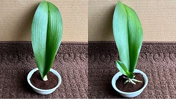 Chỉ Cà Phê! Lá Phong Lan lập tức mọc rễ dưới gốc và nở hoa quanh năm