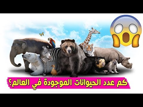 فيديو: كم عدد أنواع الحيوانات هناك