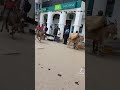 Donkey Race In Lamu Town Kenya