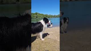 Am Klostersee in Borken - Burlo, mit Gina, Bjarki und Jamie 🐕❤️.
