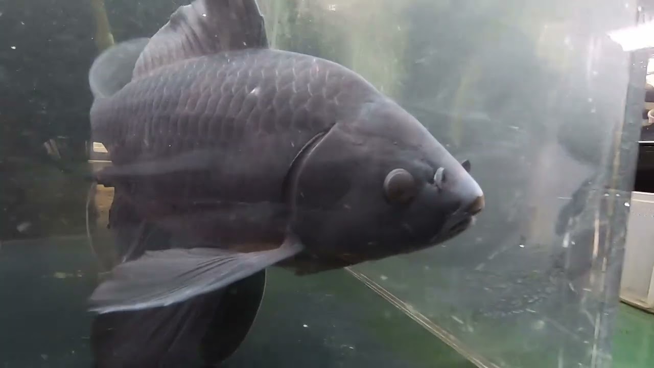 マジでスゴ過ぎる金魚登場！トロピカルフィッシュ佐野金魚館