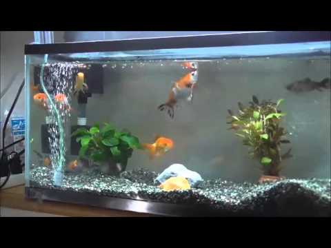 金魚水槽ー和金 オランダ混泳 Youtube