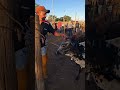 preço de bezerro em tabira Pe 16/06/ Tabira #feira #gado 2026