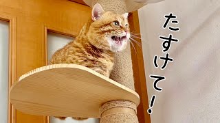 ぽちゃくんが鳴いて助けを求めた日... #猫 #マンチカン #猫の鳴き声