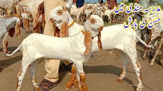 Madrasa mandi main hussan ki barish/tope class quality k breeder bache k rate 03007874378