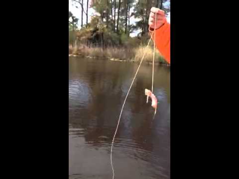 Herring Creek Crabbing — Ocean City, Maryland Herring Creek Crabbing — Ocean City, Maryland