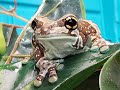 Amazon Milk Frog