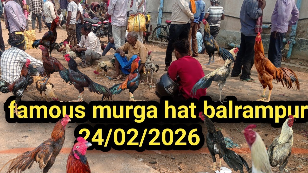Balrampur murga hat 2026 || aseel murga market || top quality murga hat balrampur || 🐓