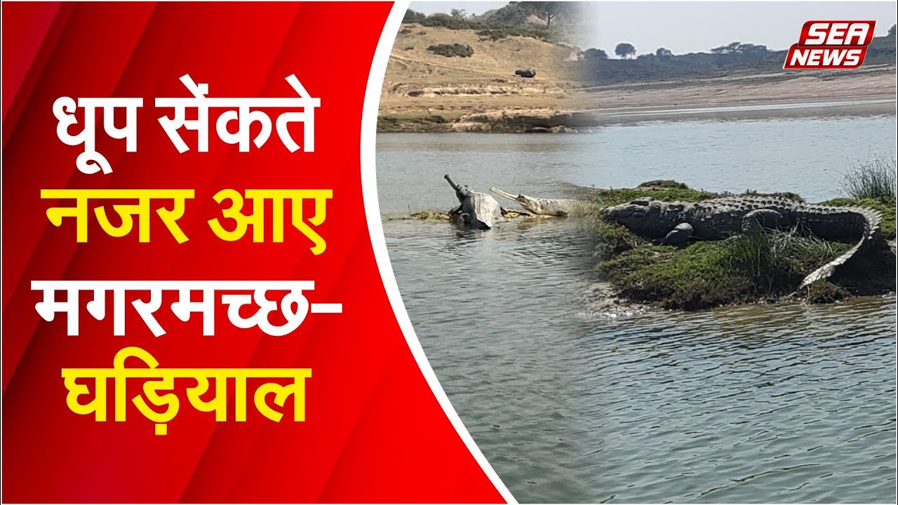 धूप सेंकते नजर आए मगरमच्छ-घड़ियाल | Chambal River | Gharial Conservation | Sea News