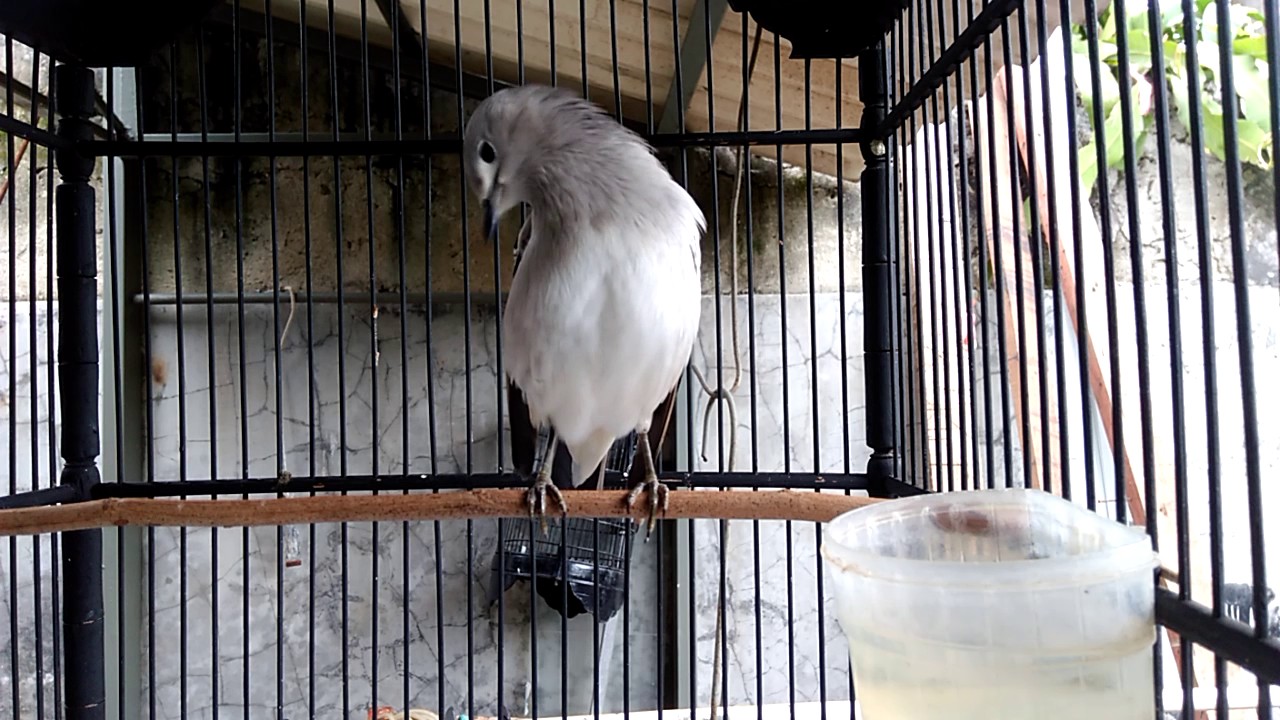 Download Suara Burung Jalak Sutra Mp3 Mp4 3gp Flv Download Lagu