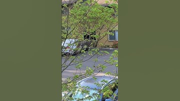 Squirrel in the tree jumping branch to branch