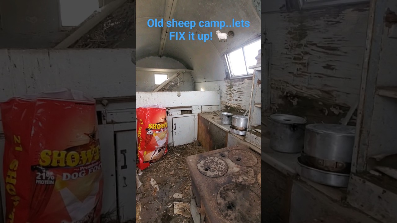 Let's fix up this old sheep camp!!!🐑 