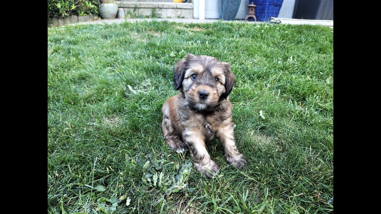 Labradoodle Puppy Personality Matches | RFW E06