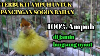 suara lolohan sogon untuk pancingan sogon bahan