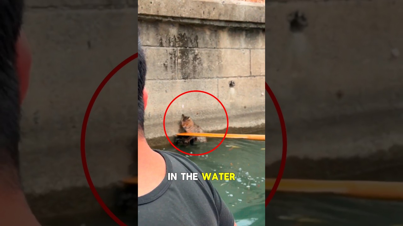 Cat Rescue Nobody Liked 😢