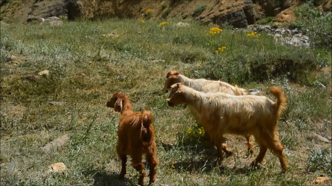 DERSİM NAZIMİYE KÖYÜ GEMİK