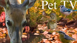 COZY AUTUMN BIRD BATH 🍂 Best of Birds, Squirrels and Deer Enjoying the Fall Sun (Dog TV • Cat TV) screenshot 3