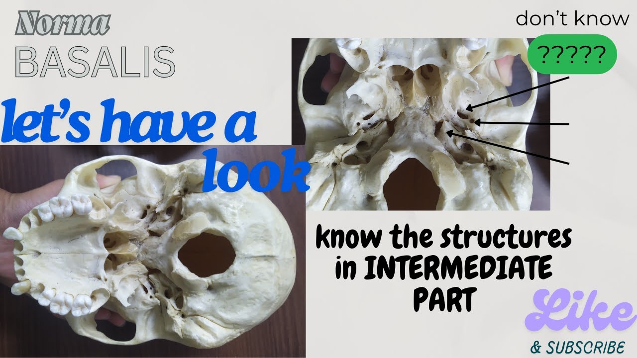 NORMA BASALIS QUICK revision INTERMEDIATE area bony parts 