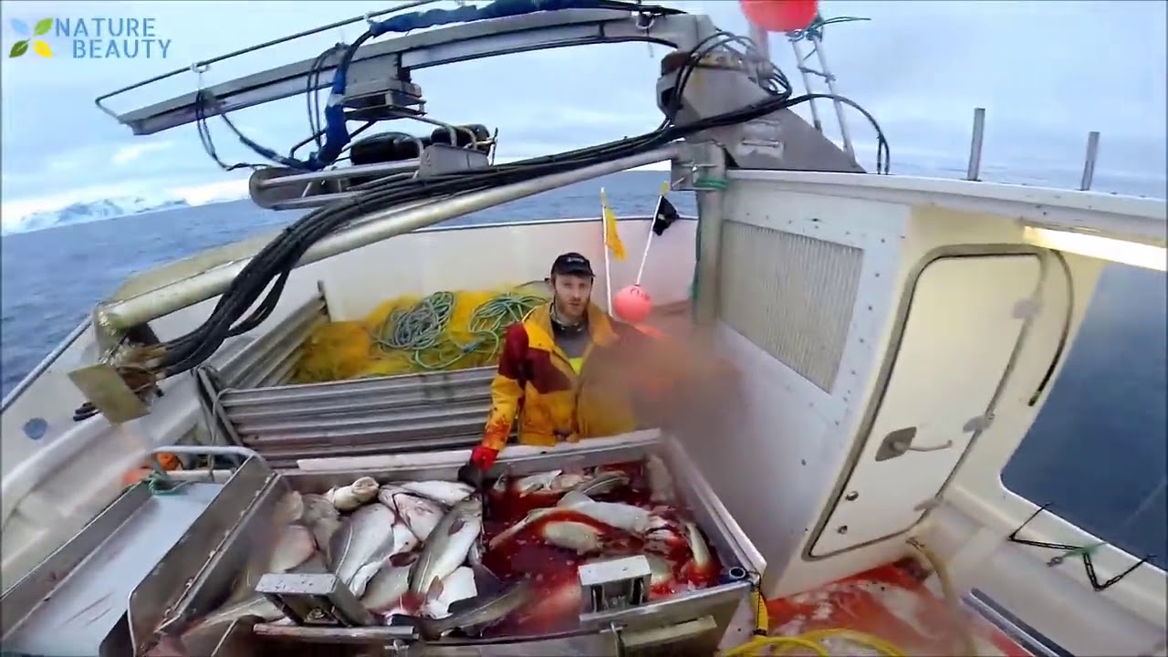 Amazing Automatic Lines, Catching and Processing Fish Right on Ship, Big Catch in The Sea