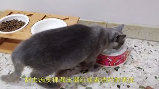 得猫癣了怎么办，猫癣咋处理
