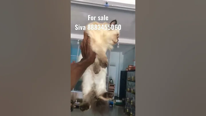 Watch the video about Himalayan 3 month female cat for sale
