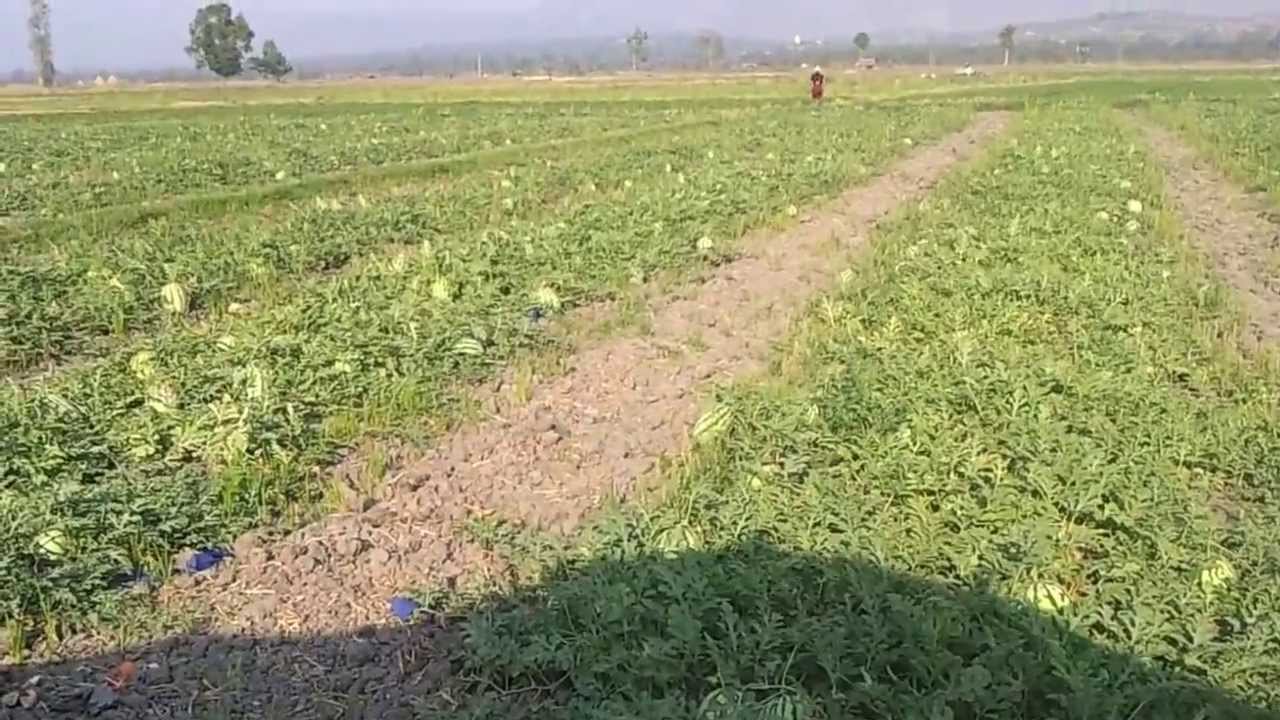 This is how you cut a watermelon in myanmar (on the floor)