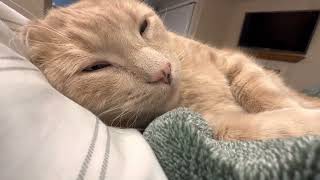 ASMR Comforting Cat Cuddles (Purring/Soft Breathing) screenshot 3