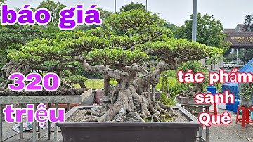 Báo giá 320 triệu - tác phẩm Sanh Quê - nhà vườn Hoàng tuấn 