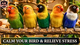 9 Hours of Lovebirds Sounds | Cantos de Agapornis Verdadera Naturaleza para Relax
