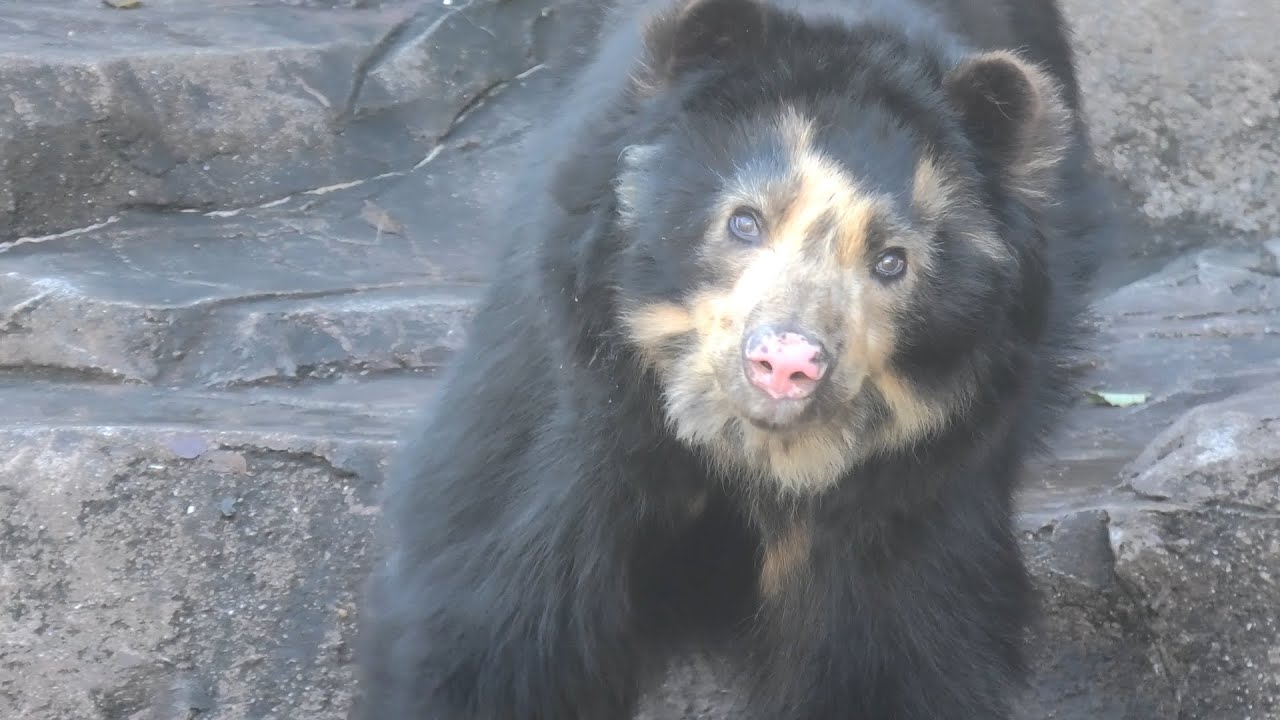 メガネグマ の『ダイスケ』と『プッペ』 (天王寺動物園) 2020年12月23