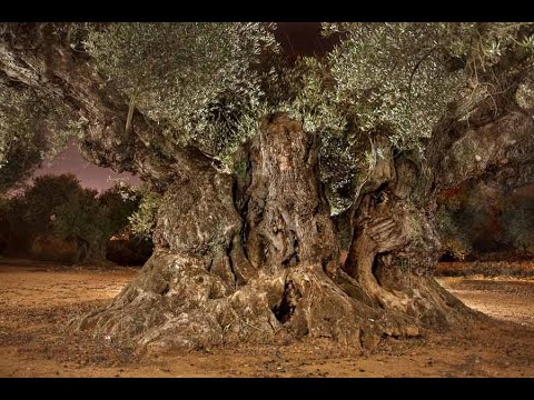 Видео: Оливковое дерево твердое или мягкое?