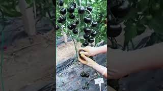 Ya conocias al tomate negro?