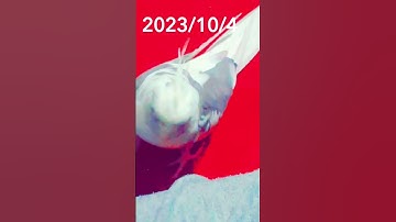يقرأ القرآن الكريم بصوت عالي